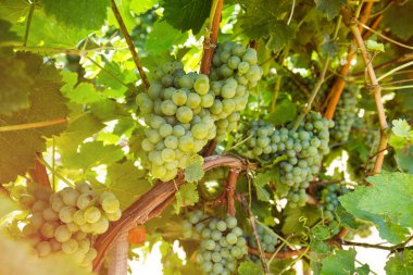 Sarmaşıktaki beyaz üzümler