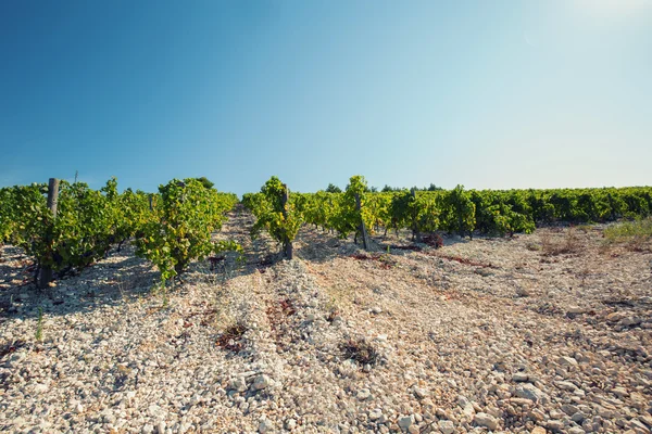 Blick auf die Weinberge im Sommer — Stockfoto