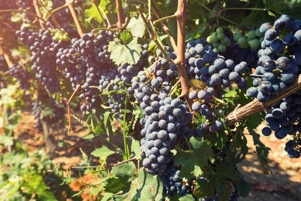 Blå druvor på en vinstock — Stockfoto