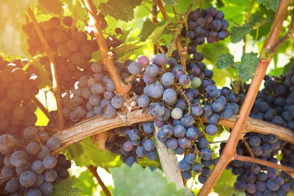 Blå druvor på en vinstock — Stockfoto