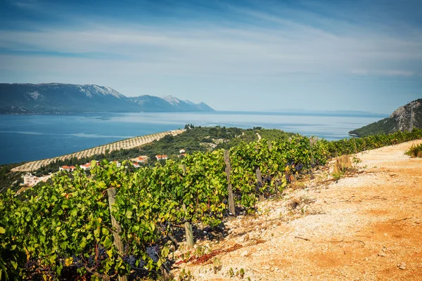 Vista de viñedos en colinas costeras — Foto de Stock