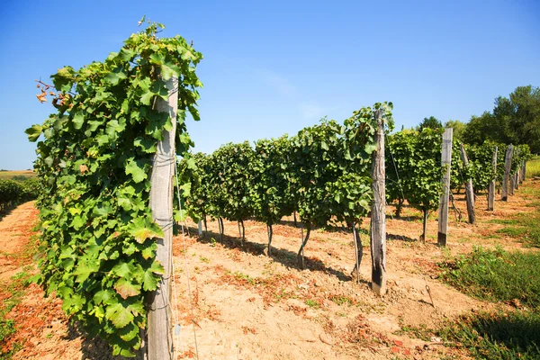 Krásné vinice v létě — Stock fotografie