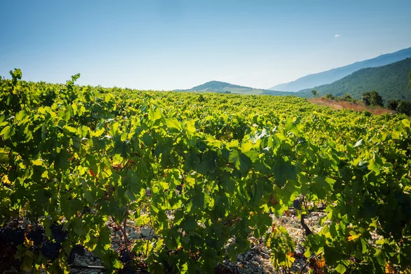 Schöner Weinberg im Sommer — Stockfoto