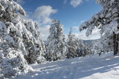 Kış ormanı ağaçları kar manzarası