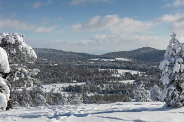 Kış ormanı ağaçları kar manzarası