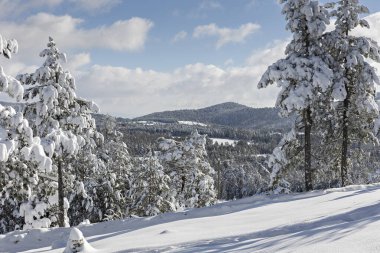 Kış ormanı ağaçları kar manzarası
