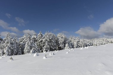 Kış ormanı ağaçları kar manzarası