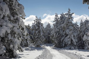 Kış ormanı ağaçları kar manzarası