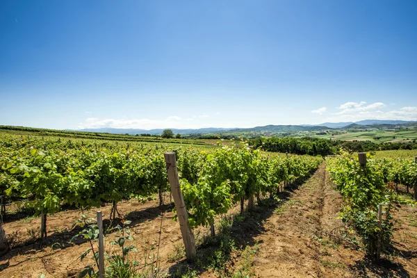 Una vista de los viñedos en el día claro de verano — Foto de Stock