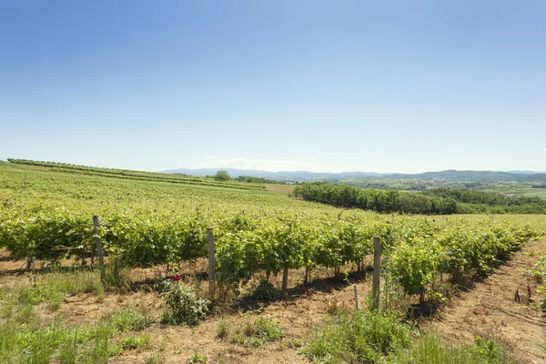 Виноградники в ясный летний день — стоковое фото