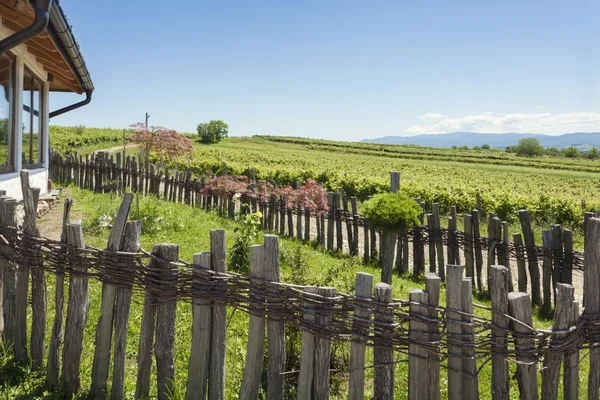 Vineyards in front of old house — Stock Photo, Image