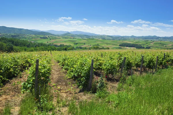 Виноградники в прекрасный летний день — стоковое фото