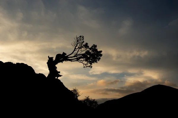 Humilde árbol solitario — Foto de Stock