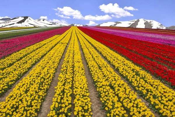 Campi di tulipani e bellezza magnifica — Foto Stock