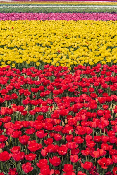 Tulipa flores e textura deslumbrante — Fotografia de Stock