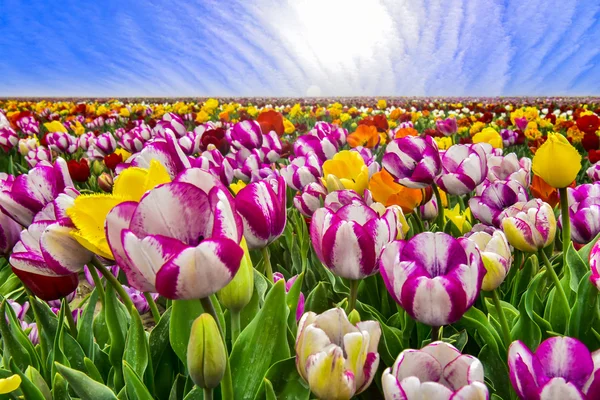 Cultivo de flores de tulipa, campos de tulipa e cores — Fotografia de Stock