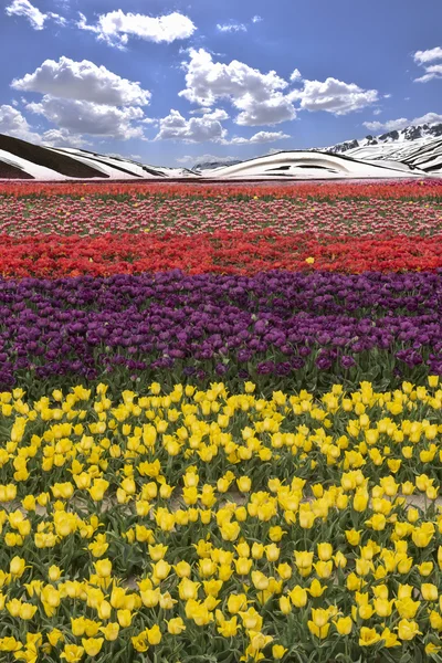 Spruzzi di colore nei campi di tulipani — Foto Stock