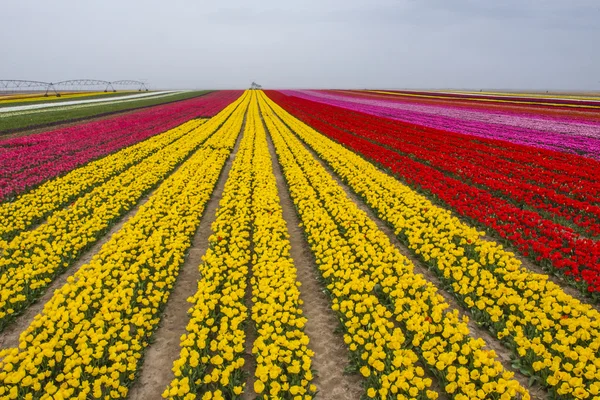 Cultivo endémico de tulipas — Fotografia de Stock