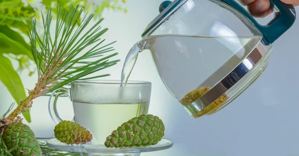 Pinecone thee uit de natuur — Stockfoto