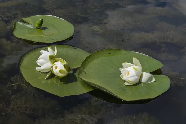 Fresh white flowers of water lilies — Stock Photo, Image