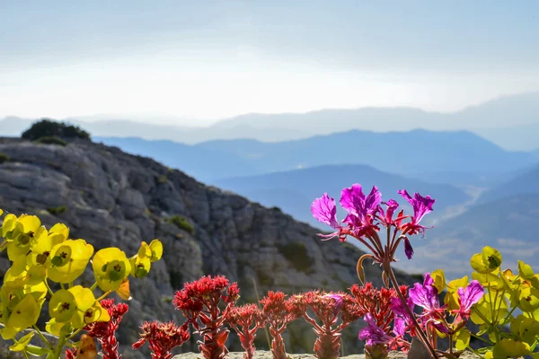 Flores endêmicas no cume da montanha — Fotografia de Stock