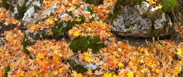 Bunte Herbstfarben Und Traurige Malerei — Stockfoto