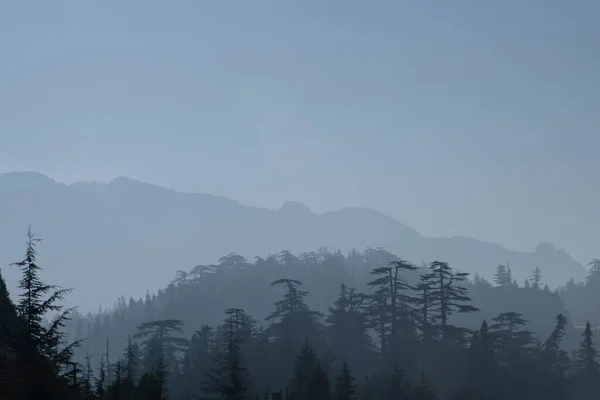 Foreste Con Loro Magnifica Natura Mistica Aria Misteriosa — Foto Stock