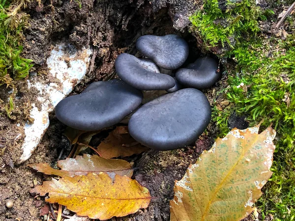 Eetbare Paddenstoelen Van Soort Sparren — Stockfoto