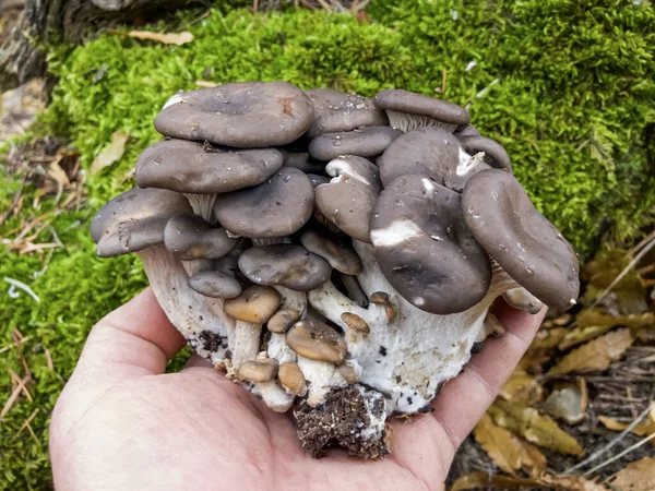 Eetbare Paddenstoel Die Van Nature Groeit Sparren Bomen — Stockfoto