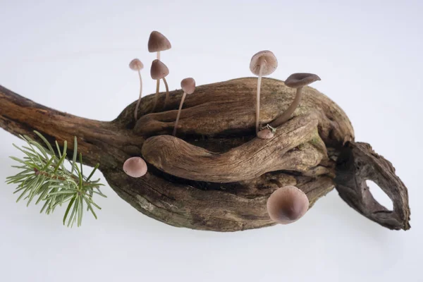 Pequenos Cogumelos Que Crescem Nos Ramos Inferiores Das Árvores Floresta — Fotografia de Stock