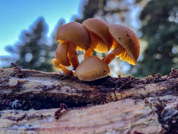 Tiny Mushroom Species Grow Natural Environment Forest Trees — Foto de Stock