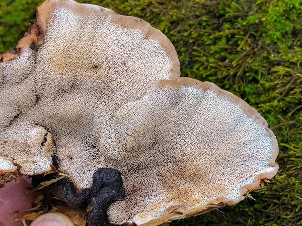 Tipo Fungo Duro Com Esponja Que Cresce Nas Árvores — Fotografia de Stock