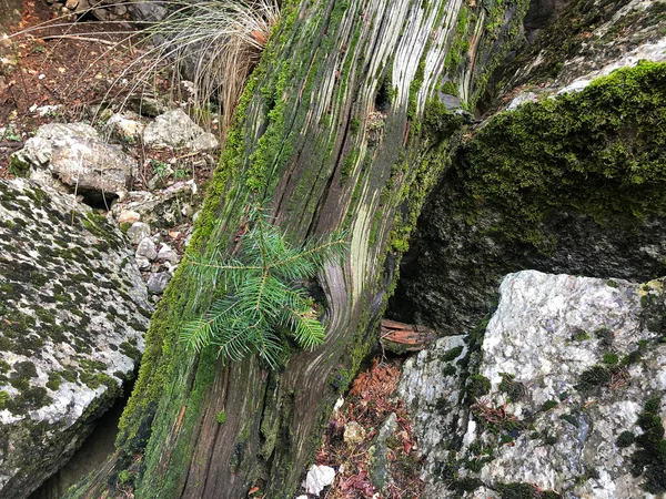 Struggle Survival Pine Sapling Trunk Dead Tree — Stock Photo, Image