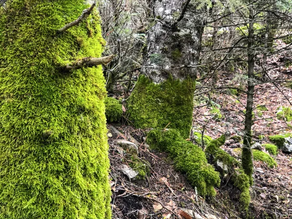 Moss Pokryte Drzewa Leśne Spokojne Obrazy — Zdjęcie stockowe
