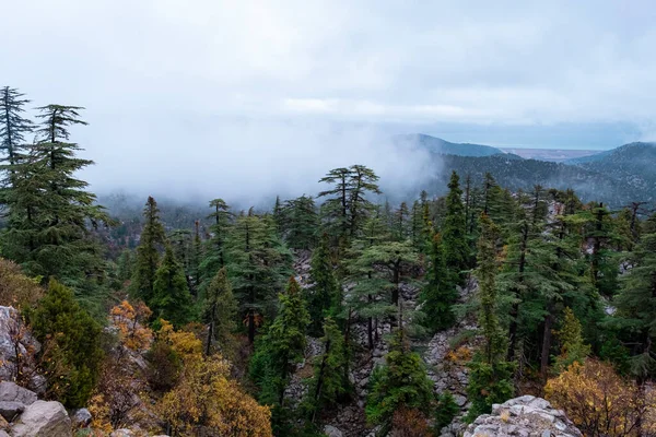 foggy and mystical landscape after rain in the mountains