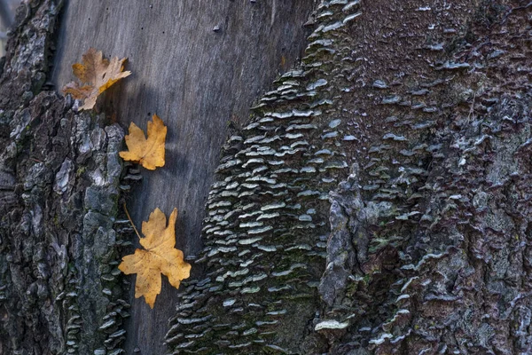 Hard Fungi Cause Root Rot Trees — Stock Photo, Image