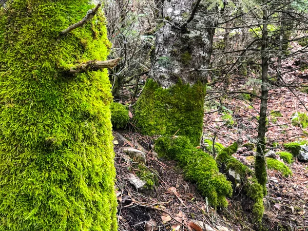 Alberi Forestali Ricoperti Muschio Immagini Pacifiche — Foto Stock