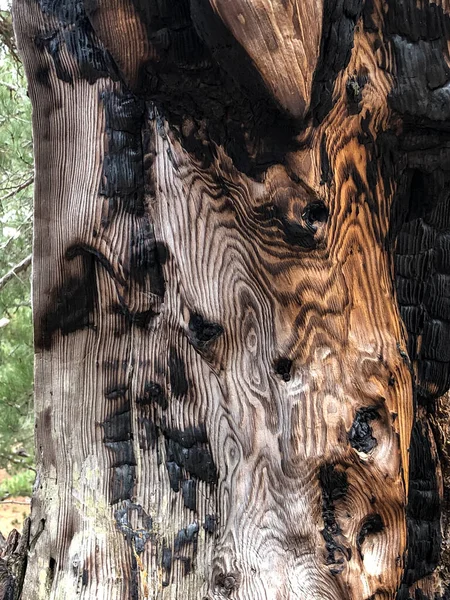 Tűz Okozta Villám Törzs Fenyőfa Minták Világossá Válnak — Stock Fotó