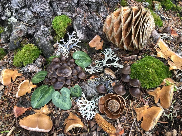 森のキノコと癒しの素晴らしい創造的なコンセプト — ストック写真