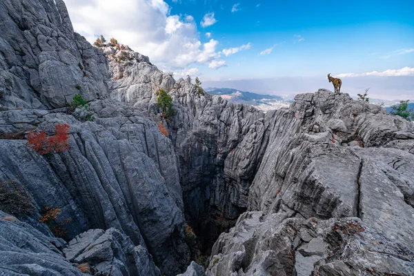 Les Chèvres Sauvages Vivant Dans Les Montagnes Taureau Dans Région — Photo