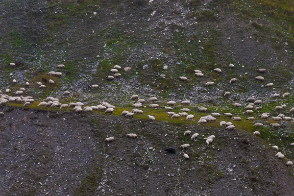 Ovelhas no vale — Fotografia de Stock