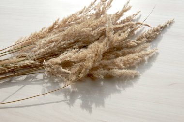 Bir buket çivi. Beyaz arka planda izole edilmiş kuru sazlıkların çerçevesi. Soyut kuru çimen çiçekleri, ahşap masadaki otlar, pastel bej arka plan. Tarz ev dekoru.