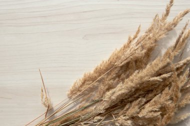 Bir buket çivi. Beyaz arka planda izole edilmiş kuru sazlıkların çerçevesi. Soyut kuru çimen çiçekleri, ahşap masadaki otlar, pastel bej arka plan. Tarz ev dekoru.