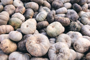 Çiftlik pazarında bir sürü büyük ve mini dekoratif balkabağı. Şükran Günü bayramı ve Cadılar Bayramı dekoru. Sonbahar harbları, doğal dokular turuncu arka plan.