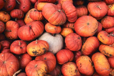 Çiftlik pazarında bir sürü büyük ve mini dekoratif balkabağı. Şükran Günü bayramı ve Cadılar Bayramı dekoru. Sonbahar harbları, doğal dokular turuncu arka plan.