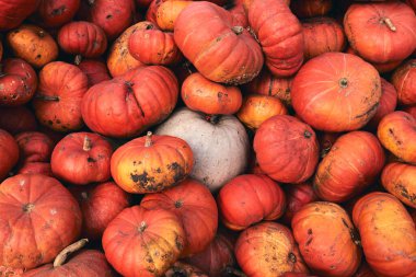 Çiftlik pazarında bir sürü büyük ve mini dekoratif balkabağı. Şükran Günü bayramı ve Cadılar Bayramı dekoru. Sonbahar harbları, doğal dokular turuncu arka plan.