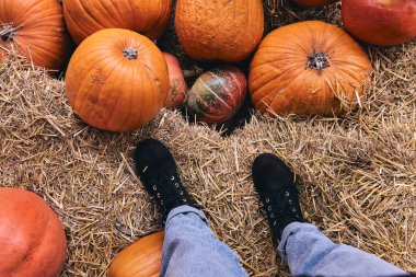 Çiftlik pazarındaki samanlıkta en iyi çizme manzarası. Kotlu bacaklar, Şükran Günü tatilinde ayakkabılar ve Cadılar Bayramı dekoru..