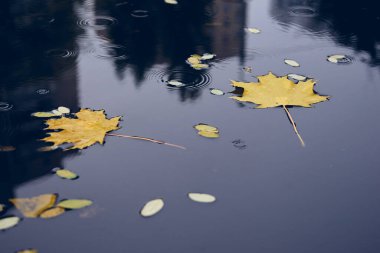 Sonbahar konsepti, sarı akçaağaç yaprakları. Sonbahar soğuk yağmurlu günü. Sonbahar mevsiminin canlı rengi.