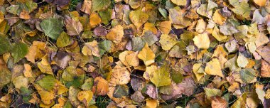 Kırmızı ve turuncu sonbahar yaprakları arka planda. Renkli canlı arka plan dokusu ve metin için boşluk. Sonbahar sezonu konsepti. Sonbahar soğuk yağmurlu gün.
