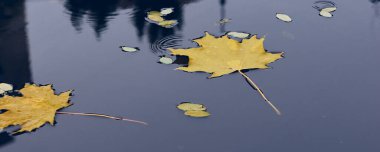 Sonbahar konsepti, sarı akçaağaç yaprakları. Sonbahar soğuk yağmurlu günü. Sonbahar mevsiminin canlı rengi.